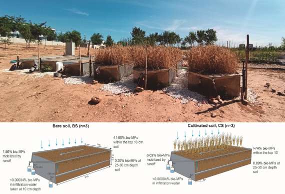 ¿Cuál es el destino de los microplásticos procedentes de los acolchados plásticos biodegradables?
